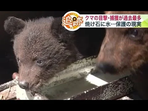 画像 駆除の実情