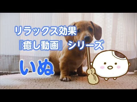 画像 犬