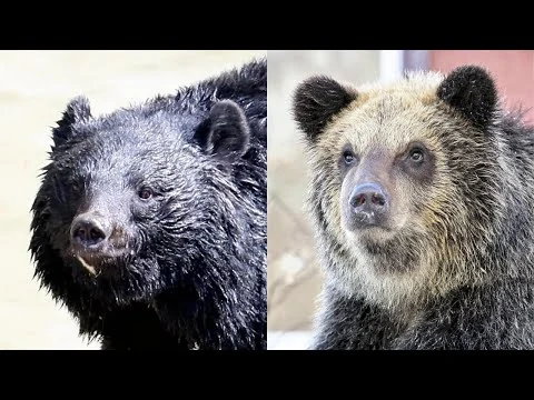 画像 クマと出会ったら