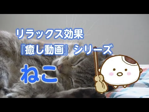 画像 猫