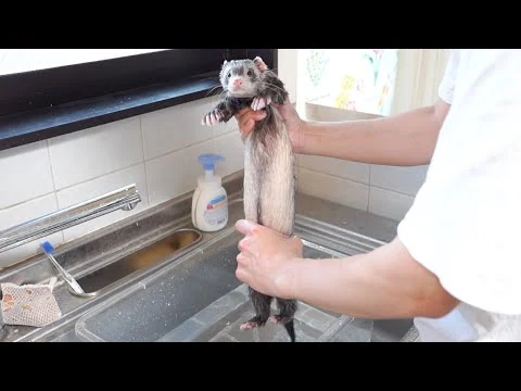 画像 フェレット