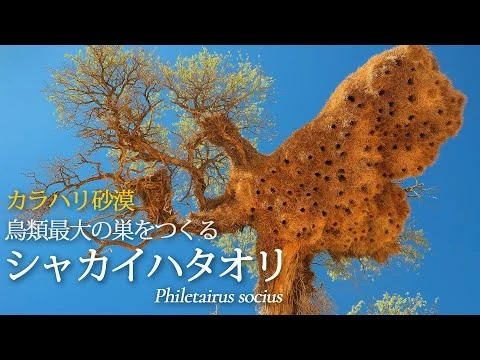 画像 シャカイハタオリ