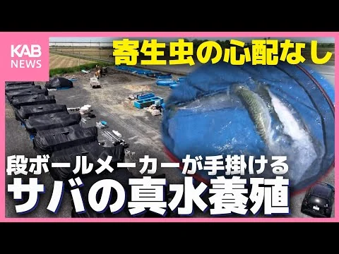 画像 段ボールメーカーが“サバ”の真水養殖に挑戦！