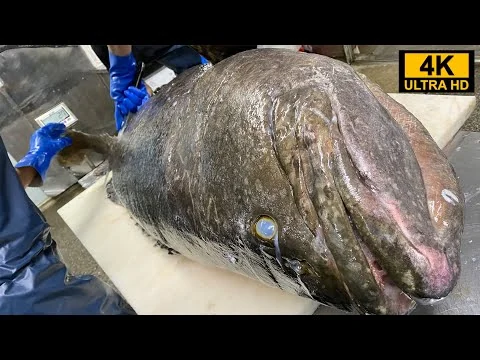画像 巨大魚タマカイの解体
