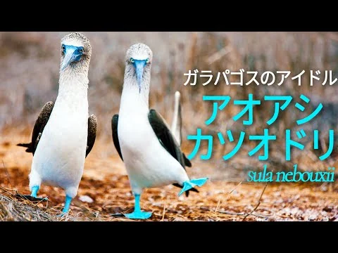 画像 アオアシカツオドリ