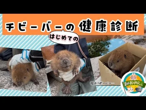 画像  【チビーバー、はじめての健康診断】東武動物公園　