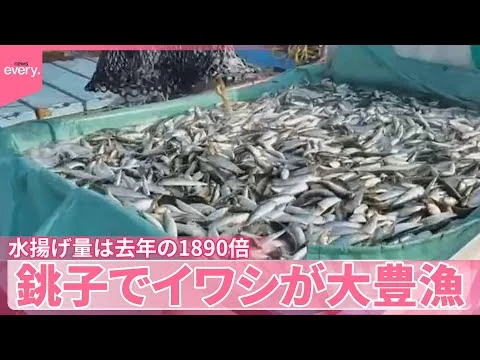画像 【銚子でイワシ大豊漁】脂ものって「おいしい！」 水揚げ量は去年8月の1890倍に…なぜ？