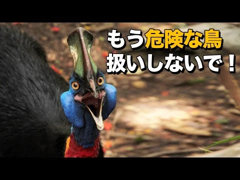 画像 ヒクイドリ