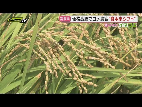 画像 出口見えぬ“令和のコメ騒動”で食用米価格高騰…酒米供給にも影響し日本酒メーカーの胸中複雑(静岡)