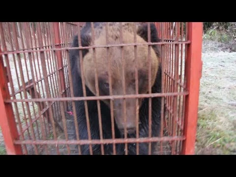 画像 【巨大グマ】人間の裏をかき出没を繰り返していた個体か 