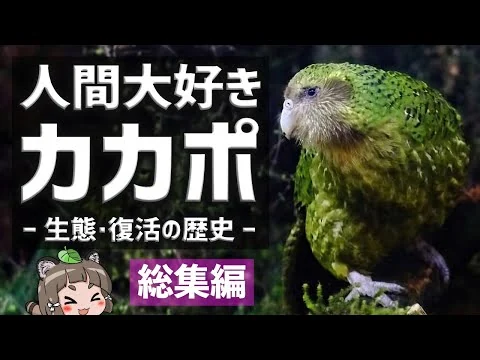 画像 人間大好き！カカポのすべて