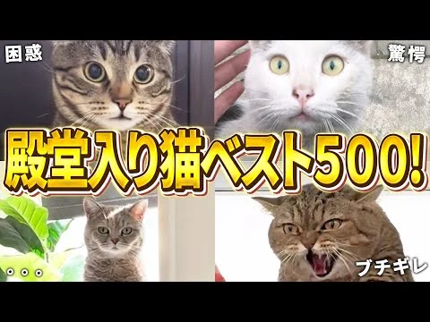画像 【殿堂入りおもしろ猫2時間スペシャル！】2025年上半期の爆笑ネッコベスト500！（鳴き声、子猫、かわいい）