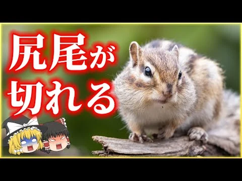 画像 リスの尻尾が切れるって知ってた？リスが自ら尻尾を切る理由とは【ゆっくり解説】