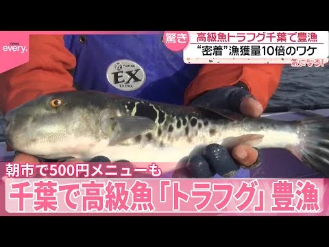 画像 【漁に密着】千葉で高級魚「トラフグ」豊漁 漁獲量10倍のワケ 漁港の朝市で500円メニューも