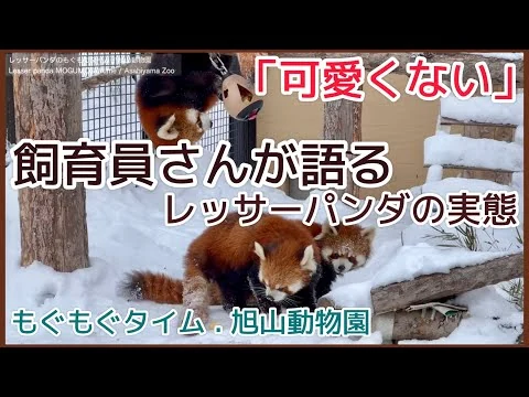 画像 飼育員さんが語る、レッサーパンダの実態｜考えさせられる解説・もぐもぐタイム 旭山動物園