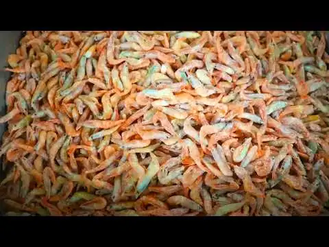 画像 かっぱえびせんができるまで。1964年から続く、やめられない、とまらない♪かっぱえびせん