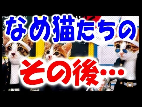 画像 【80年代】なめ猫ブームが消されたワケ【昭和のアイドル猫を襲った悲劇】