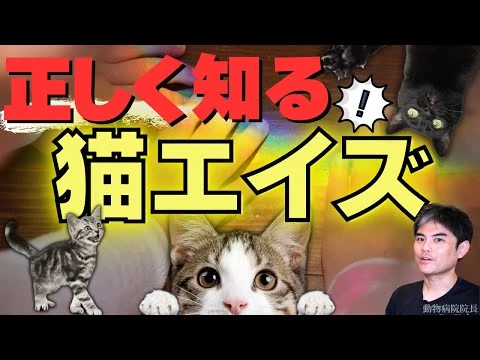画像 【ちゃんと知ってる？】猫エイズ（猫免疫不全ウイルス感染症:FIV）の正しい知識、どうやって感染、ワクチン、予防は必要？ すぐ亡くなる？ 症状・検査？ 　【獣医師・愛玩動物看護師・動物病院・ペット・猫】