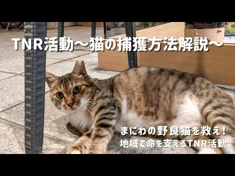 画像 【TNR活動の流れ】猫の捕獲方法解説～まにわの野良猫を救え！地域で命を支えるTNR活動
