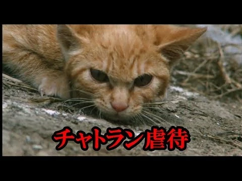 画像 【子猫物語】チャトラン虐待の疑惑