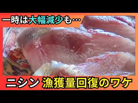 画像 【なぜ？幻の魚が復活】かつて北海道の経済を支えたニシン…道南で水揚げ続々「年々安定して取れている」一時は乱獲などで大幅減少…近畿大学教授に聞いた“漁獲量回復のワケ”