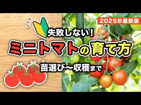 画像 初心者必見！プロ直伝のミニトマト栽培テクニック