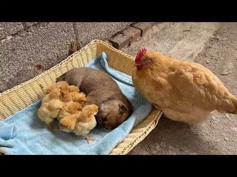 画像 母鶏：この子犬がひよこの世話を引き継いでいます！母鶏はどうするのでしょう？面白くてかわいいですね！