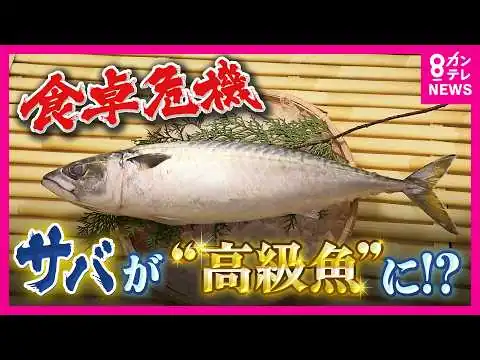 画像 【サバショック】サバの仕入れ値は1本400～500円→1000円超に「成長前の“取りすぎ”が原因」と専門家　漁獲量が10年で半減