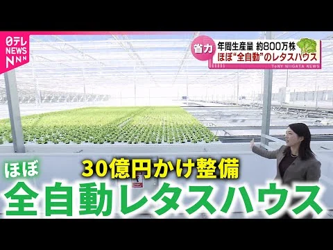 画像 【誕生】一日2万8000株収穫！農家の人手不足解消 ほぼ全自動のレタスハウス公開　新潟　