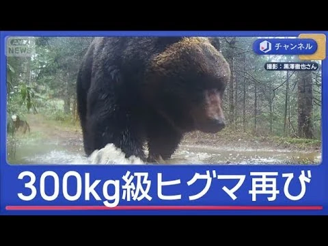 画像 また300kg級　“メタボグマ”GWに現る