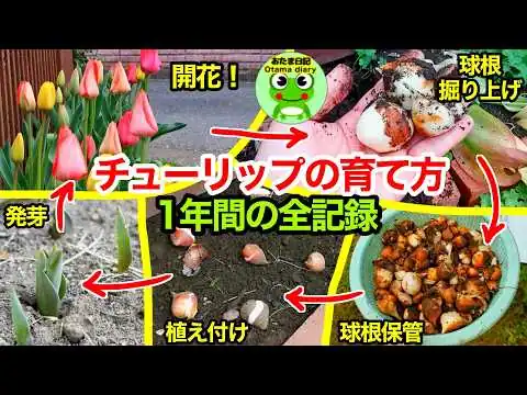 画像 絶対咲く！チューリップを育てた１年間の全記録！球根掘り上げ、保管、植え付け、開花までを１本の動画で！【おたま日記】