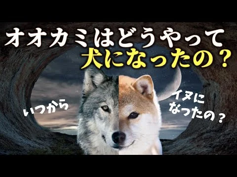 画像 イヌはどうやって人間の親友になったの？｜犬の起源