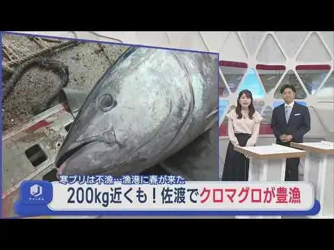 画像 漁港に春が来た！200kg近くも！佐渡で「クロマグロ」が豊漁