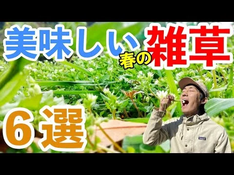 画像 意外な雑草がまさかの美味しさ！畑の食べられる雑草６選！