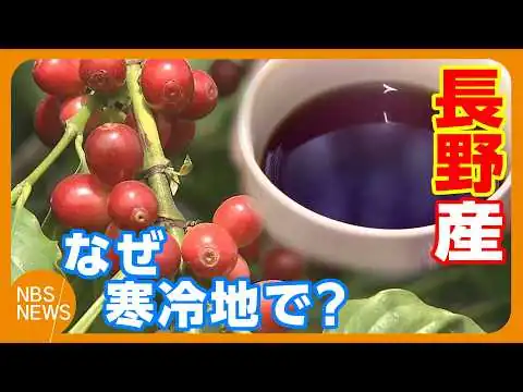 画像 なぜ寒冷地で？「長野産コーヒー」　糖度が高くフルーティー　本業は製造業、上田市の会社が「ものづくりの精神を次に」5年の試行錯誤で商品化　収穫体験がふるさと納税の返礼品に