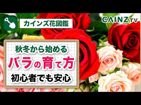 画像 バラの育て方｜初心者の基礎知識｜薔薇を始めよう