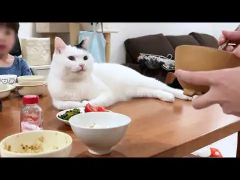 画像 なぜか食卓のど真ん中にいる猫に椅子を置いた結果