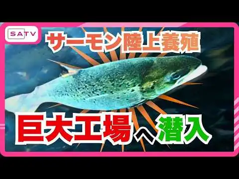 画像 【日本初】輸入8割の日本が挑む“国産サーモン”陸上養殖 巨大サーモン工場に潜入
