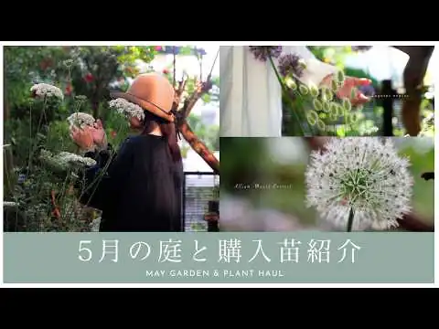 画像 【初夏のガーデニング】５月の庭と購入苗紹介｜半日陰の庭に咲く初夏の花