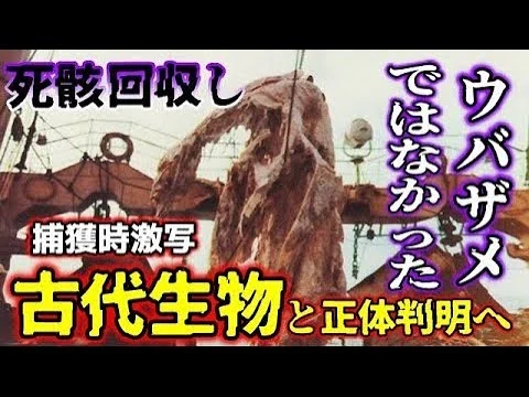 画像 【睡眠用】ウバザメではなかった？！捕獲時激写、古代生物と正体判明へ【ゆっくり解説】