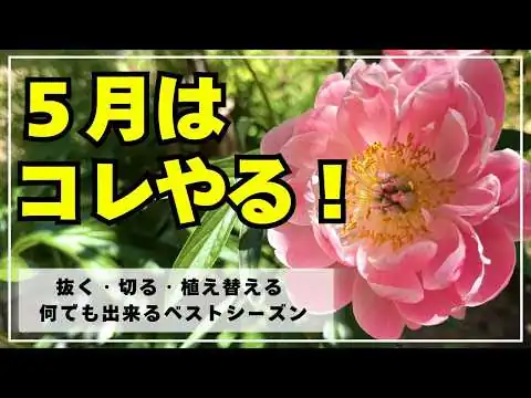 画像 【春から夏への庭作業】切り戻して風通しの改善をしたり植え替えたり抜いたり種を採ったり・・・色々出来るこの季節を有効に使おう！