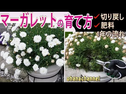 画像 【マーガレットの育て方】1年の流れ、春からの育て方、切り戻し時期、植え替え、夏の管理など🌼