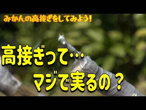 画像 みかん再生！驚きの高接ぎテクニック！