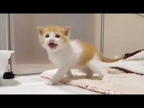 画像 カワイイ鳴き声で赤ちゃん子猫がおじさんをお部屋に誘うとすぐにお膝の上に登って抱っこのおねだり？【赤ちゃん猫　保護猫】