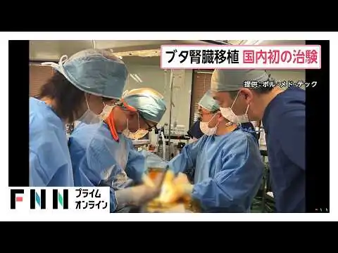 画像 豚の腎臓を腎不全患者に「異種移植」　ベンチャー企業が国内初の治験実施へ　先行するアメリカで既に実施例（2026年06月29日）