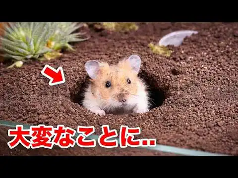 画像 ハムスターを水槽に入れると野生化する...