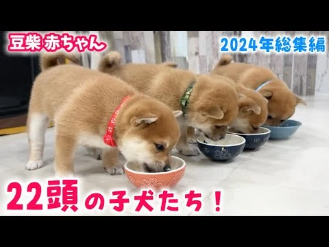 画像 【豆柴犬】総集編！2024年に誕生した22頭の激かわな赤ちゃんたちを振り返ります！【子犬と癒し】まめしば亭ブログvlog