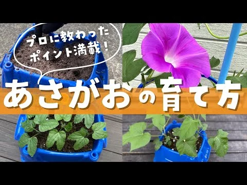 画像 【アサガオの育て方】種まきから開花まで！朝顔の育て方の大事なポイントを公開します！