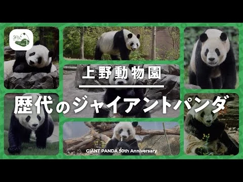 画像 上野動物園 歴代のジャイアントパンダ