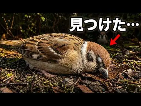 画像 スズメはなぜ死骸を見せないのか｜科学が解いた最後の秘密